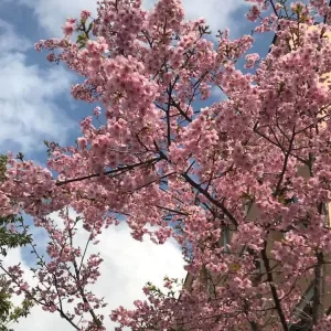 早咲きの桜のサムネイル