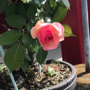 薔薇の開花のサムネイル